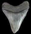 Serrated, Fossil Megalodon Tooth - South Carolina #74068-2